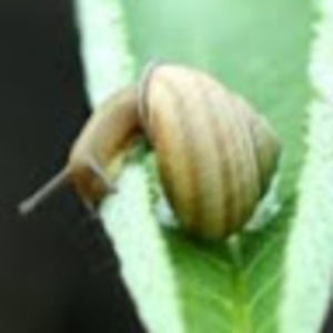 Meet your Posher, Gabrielle